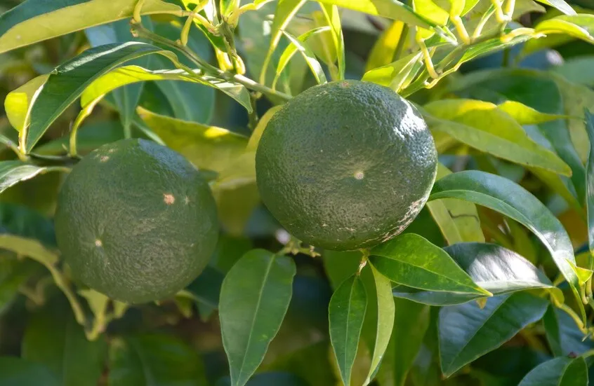 اكتشاف سلاح طبيعي ضد أمراض الكبد